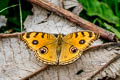 Peacock Pansy Junonia almana almana