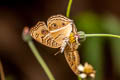 Peacock Pansy Junonia almana almana