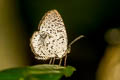 Peninsular Darkie Allotinus sarrastes