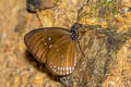 Plain Blue Crow Euploea modesta modesta