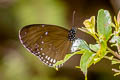 Plain Blue Crow Euploea modesta modesta