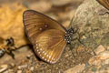 Plain Blue Crow Euploea modesta modesta