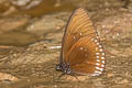 Plain Blue Crow Euploea modesta modesta