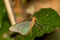 Plain Green Palmer Pirdana distanti spenda (Agava Skipper)