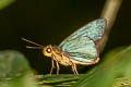 Plain Green Palmer Pirdana distanti distanti (Agava Skipper)