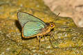 Plain Green Palmer Pirdana distanti distanti (Agava Skipper)