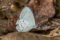 Plain Hedge Blue Celastrina lavendularis limbata