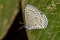 Plain Hedge Blue Celastrina lavendularis limbata