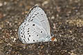 Plain Hedge Blue Celastrina lavendularis isabella