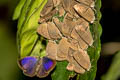 Plain Tailless Oakblue Arhopala asopia 