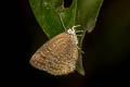 Plain Tailless Oakblue Arhopala asopia 