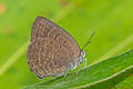 Plain Tailless Oakblue Arhopala asopia 