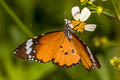 PlainTiger Danaus chrysippus chrysippus