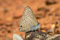 Pointed Ciliate Blue Anthene lycaenina lycambes