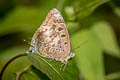 Pointed Green Oakblue Arhopala hellenore hellenore 