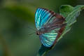 Pointed Green Oakblue Arhopala hellenore hellenore 