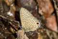 Pointed Lineblue merguiana