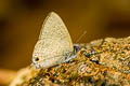 Pointed Lineblue merguiana