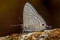 Pointed Lineblue merguiana