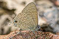 Pointed Lineblue merguiana