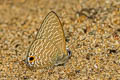 Pointed Lineblue merguiana