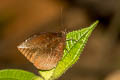 Pointed Palmfly Elymnias penanga penanga