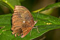 Pointed Palmfly Elymnias penanga penanga