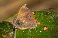 Powdered Oakblue Arhopala bazalus teesta