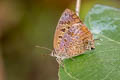 Powdered Oakblue Arhopala bazalus teesta