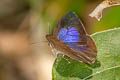 Purple-brown Tailless Oakblue Arhopala arvina aboe