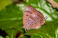 Purple-glazed Oakblue Arhopala agaba 