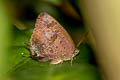 Purple-glazed Oakblue Arhopala agaba 