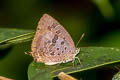 Purple-glazed Oakblue Arhopala agaba 