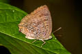 Purple-glazed Oakblue Arhopala agaba 