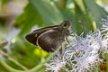 Purple Swift Caltoris tulsi tulsi