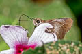 Purple Swift Caltoris tulsi tulsi