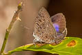 Purple Broken-band Oakblue Arhopala alitaeus mirabella