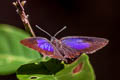 Purple Broken-band Oakblue Arhopala alitaeus mirabella