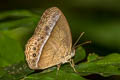 Purple Bushbrown Mycalesis orseis nautilus