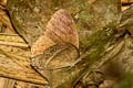 Purple Bushbrown Mycalesis orseis nautilus