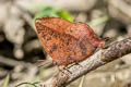 Purple Leaf Blue Amblypodia anita anita