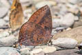 Purple Leaf Blue Amblypodia anita anita