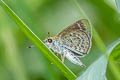 Pygmy Scrub Hopper Aeromachus pygmaeus 