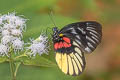 Red-breast Jezebel Delias acalis pyramus