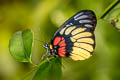 Red-breast Jezebel Delias acalis pyramus