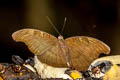 Red-spot Duke Euthalia evelina vallona