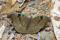 Red-spot Duke Euthalia evelina vallona