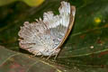 Red-spot Duke Euthalia evelina vallona