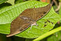 Red-spot Duke Euthalia evelina compta