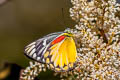 Red-spot Jezebel Delias descombesi descombesi